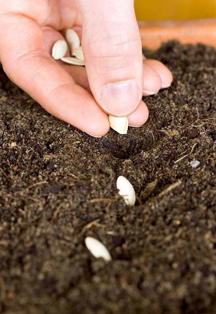 Person planting seeds