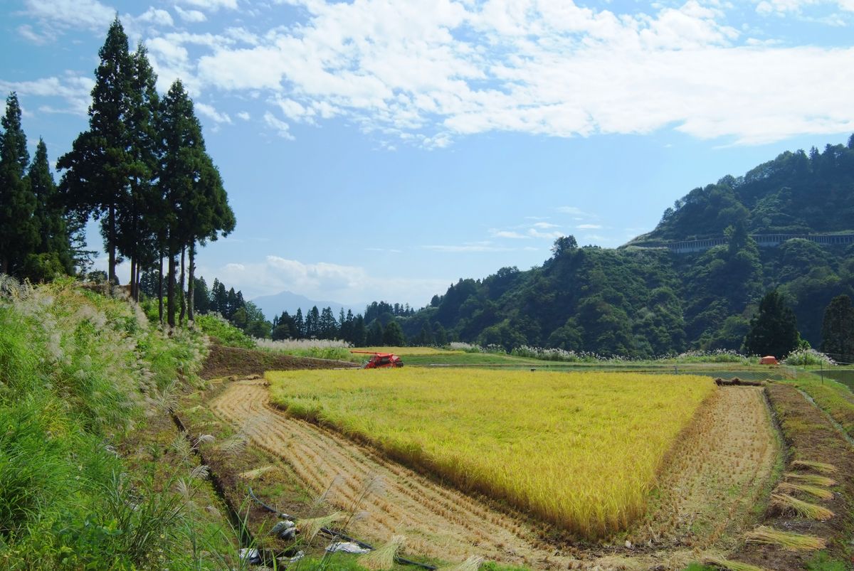 Triangular field