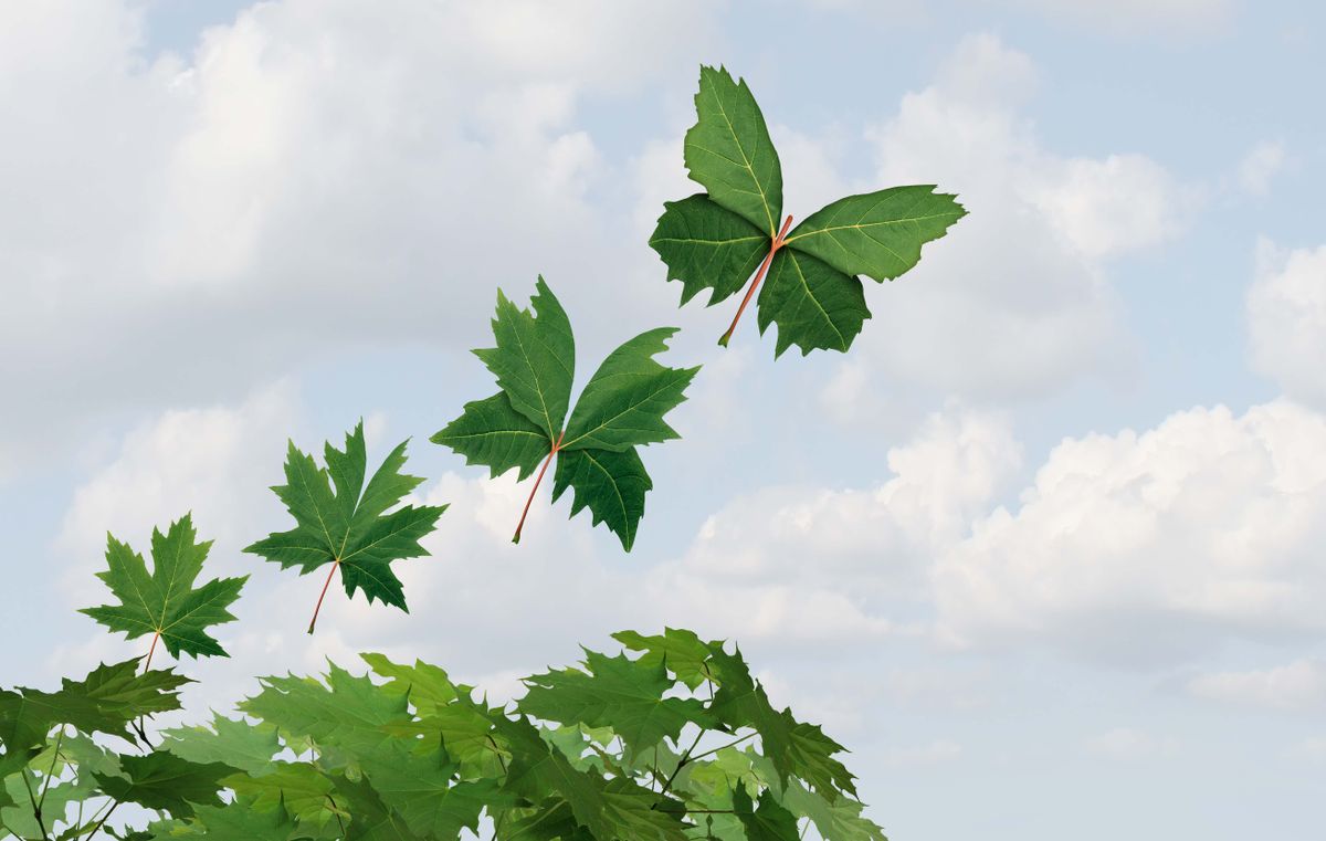 Leaves shaped like butterflies float through a beautiful blue and cloud spotted sky.